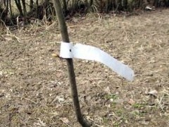 sapling