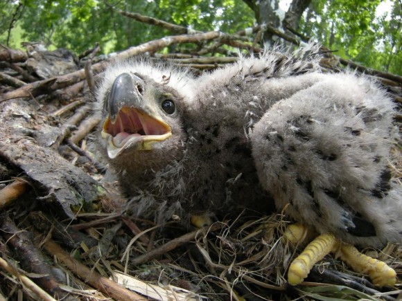 retisas_fioka2_horvath_tibor