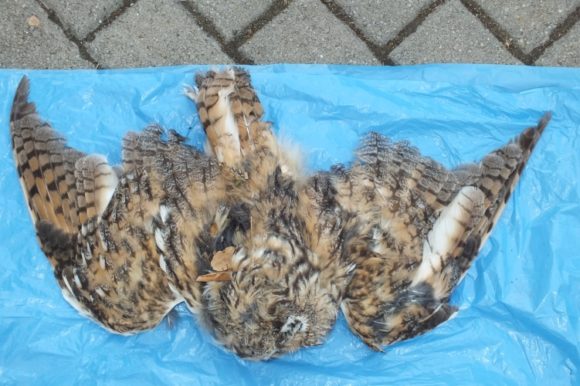 owl3
