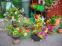Debrecen’s most beautiful kitchen gardens in 2026