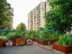 Debrecen’s most beautiful kitchen gardens in 2026