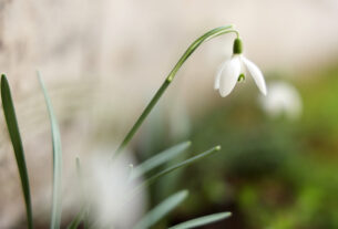 Spring has arrived in Szeged